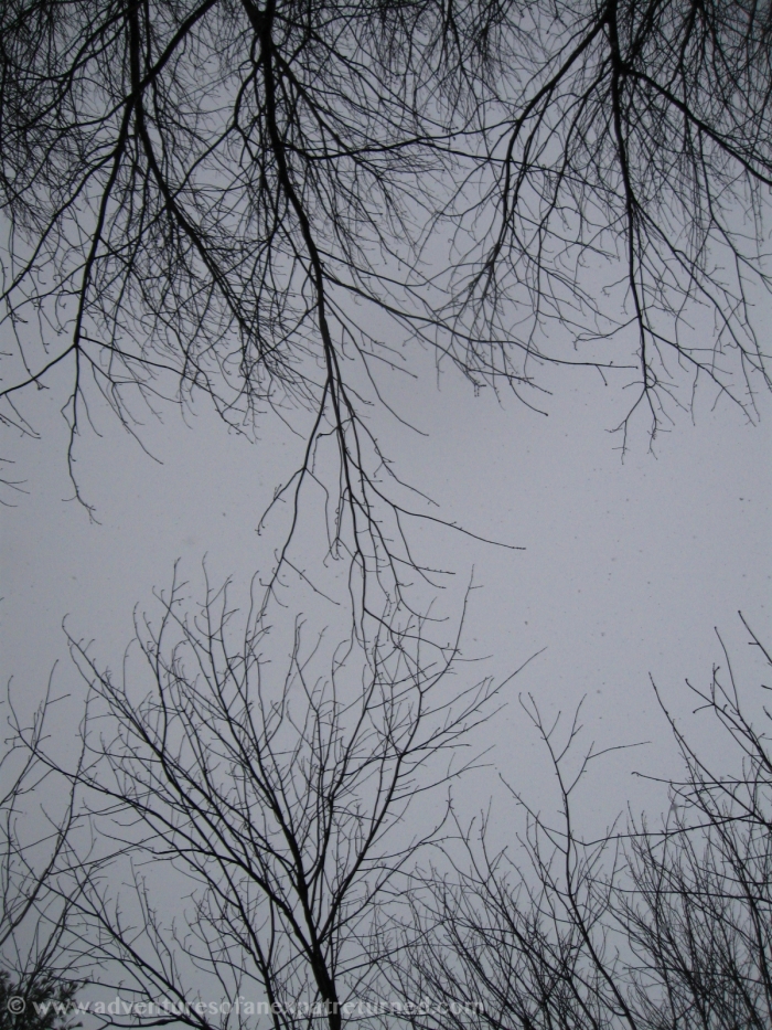 Bare tree fingers rake the frozen sky