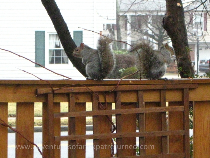 Sitting on the fence to eat their breakfast...