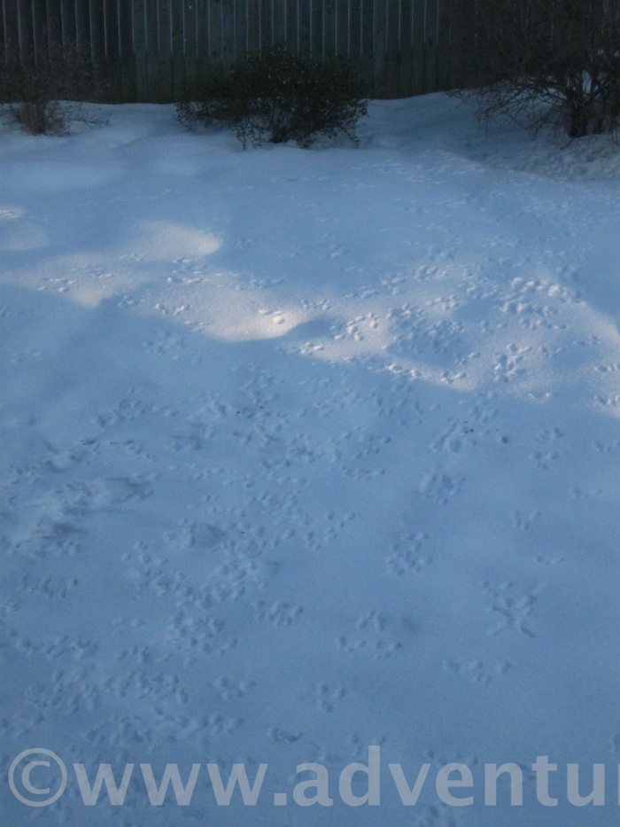 Squirrel prints on the snow. They've discovered the pile of peanuts we put out on the porch before going to bed last night.